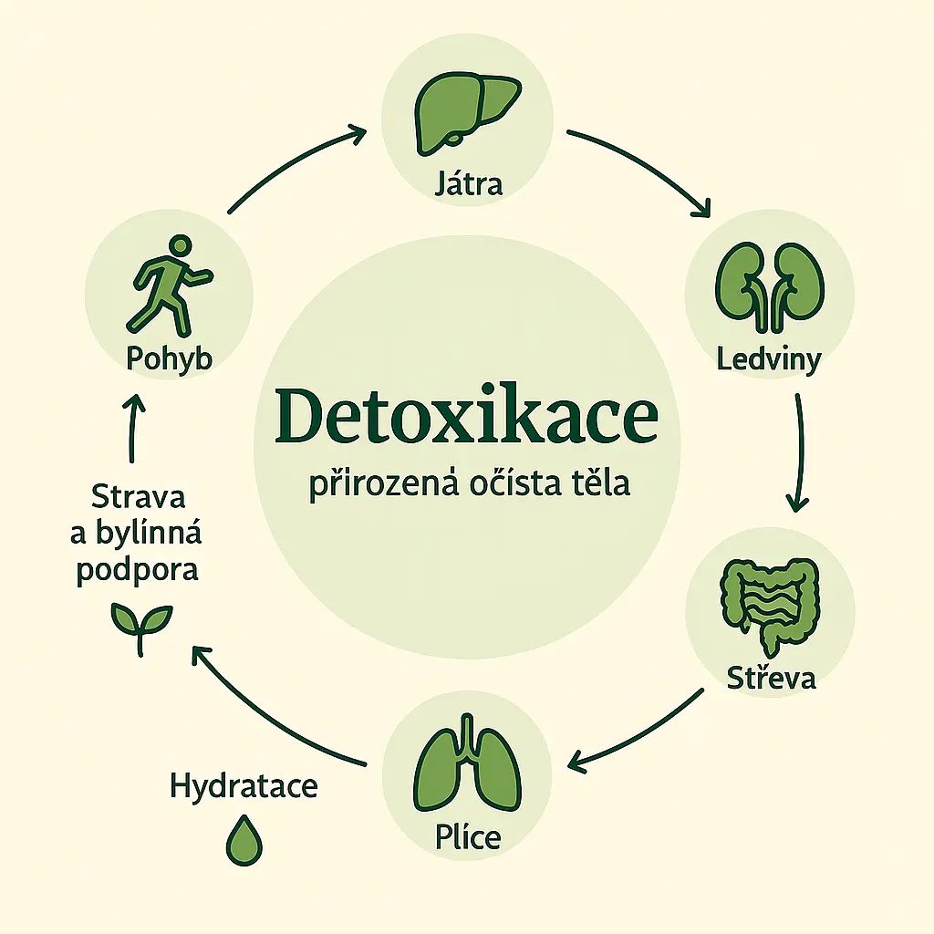 Graf: Co se podílí na detoxikaci těla